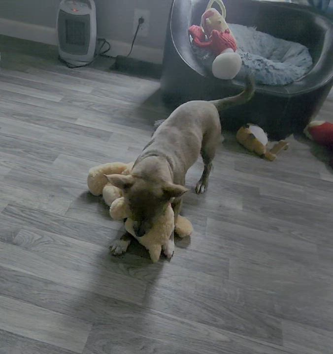 Enlarge Happy, a ADOPTABLE mixed breed in Lake Geneva, WI video 4/6