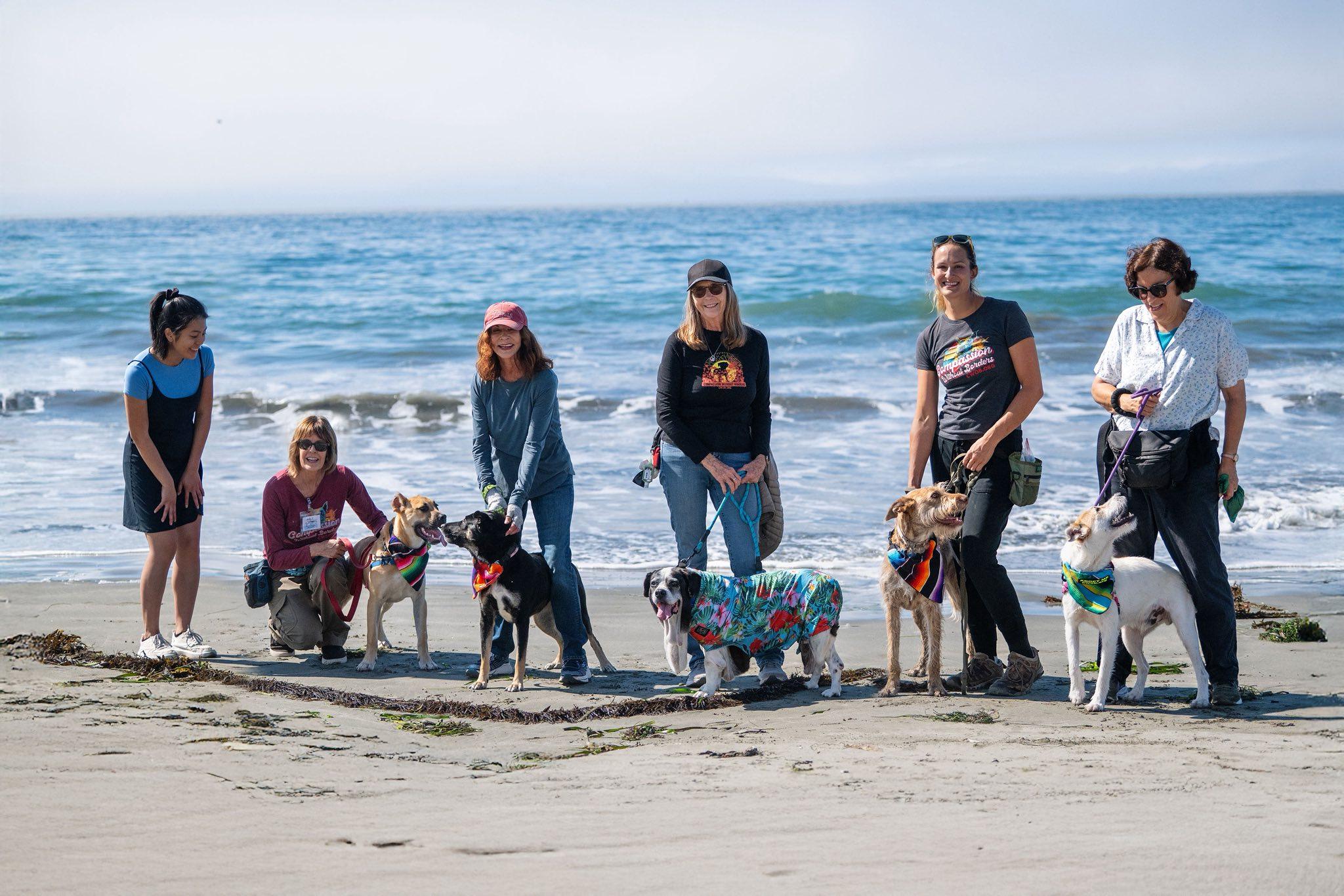 Enlarge Nicholas, an adoptable mixed breed in Santa Rosa, CA image 2/6