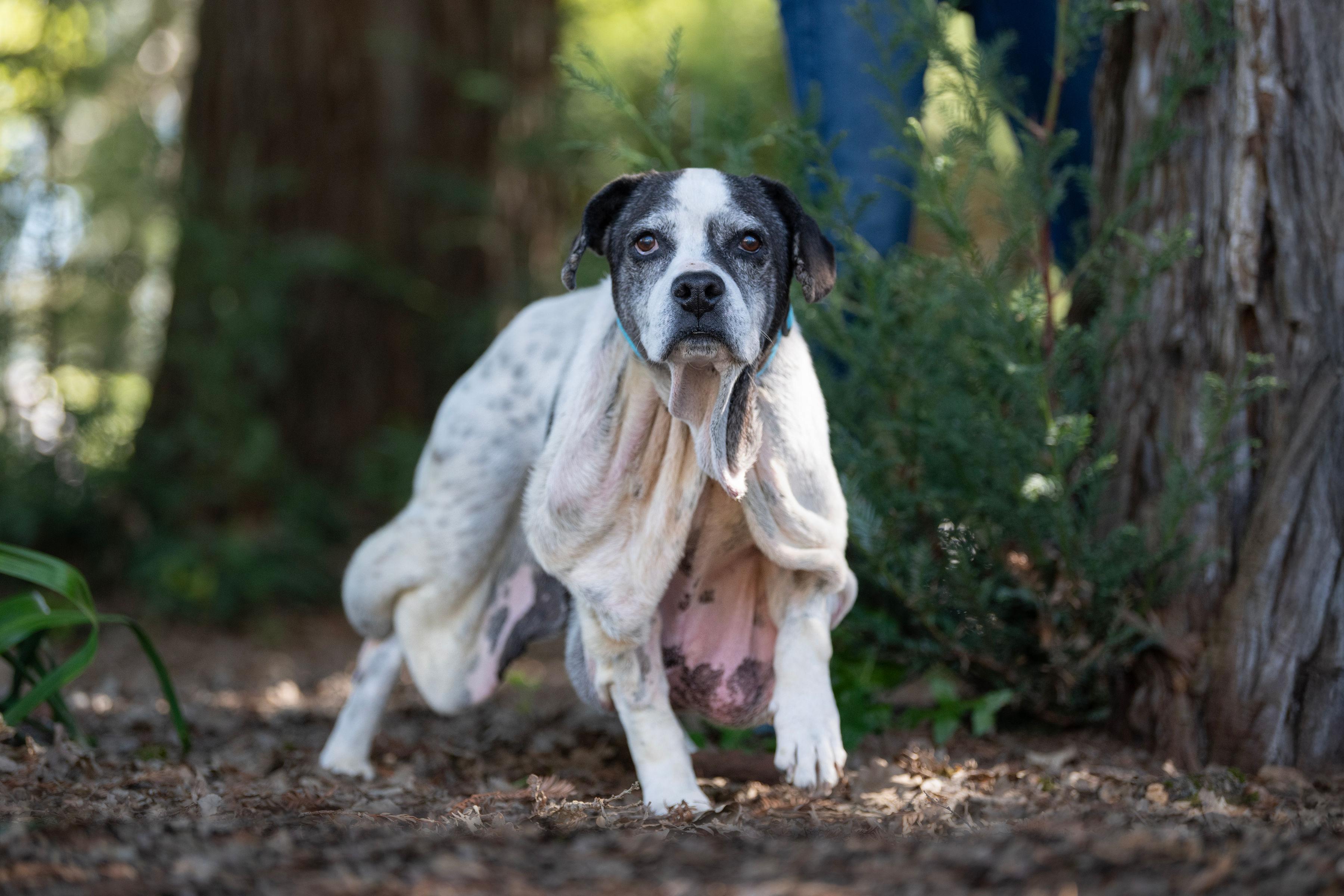Enlarge Nicholas, an adoptable mixed breed in Santa Rosa, CA image 3/6