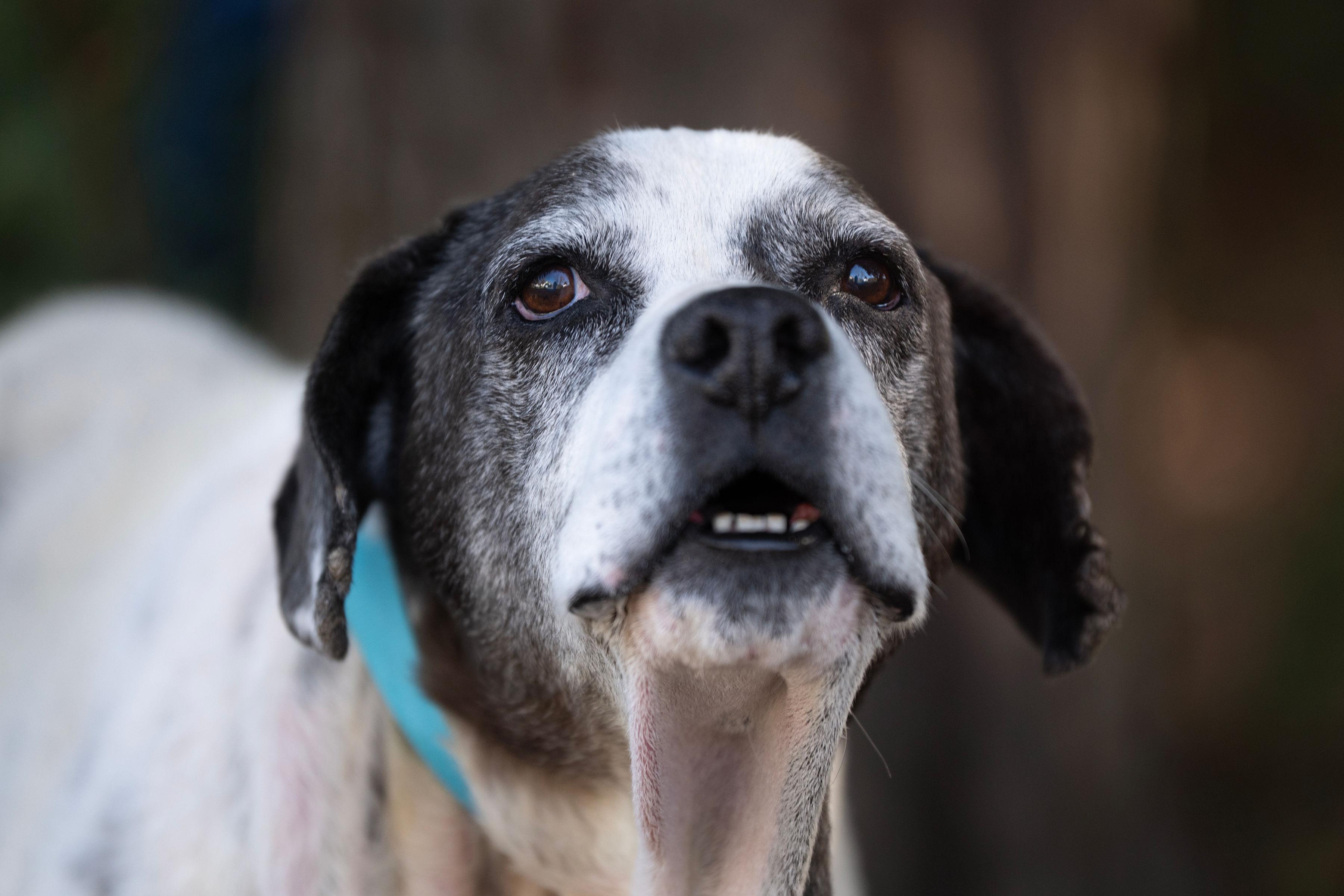 Enlarge Nicholas, an adoptable mixed breed in Santa Rosa, CA image 4/6