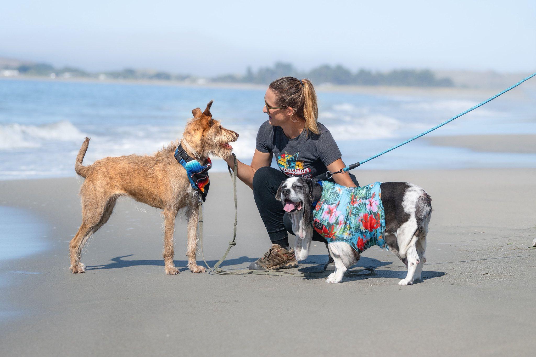 Enlarge Nicholas, an adoptable mixed breed in Santa Rosa, CA image 5/6