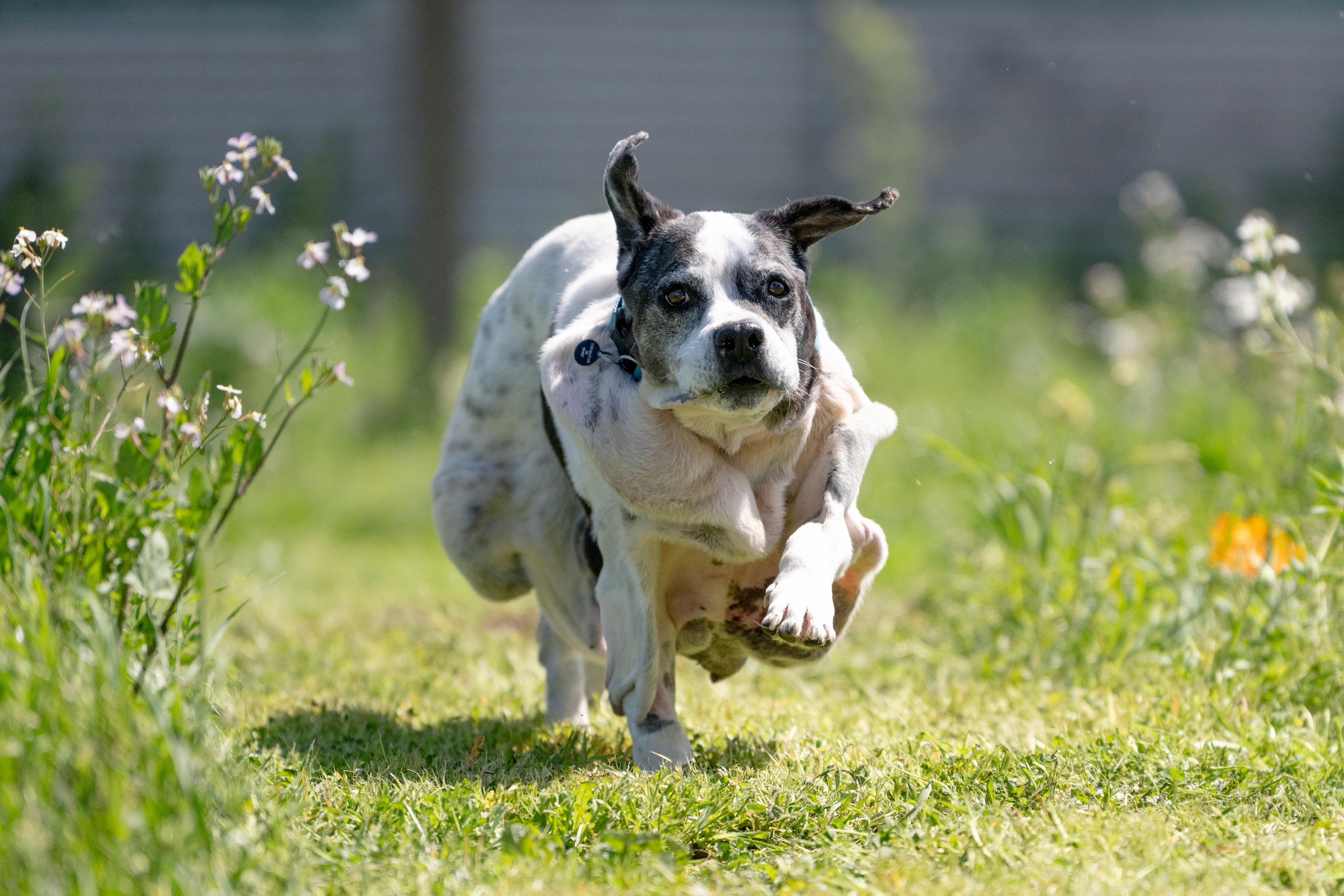 Enlarge Nicholas, an adoptable mixed breed in Santa Rosa, CA image 6/6