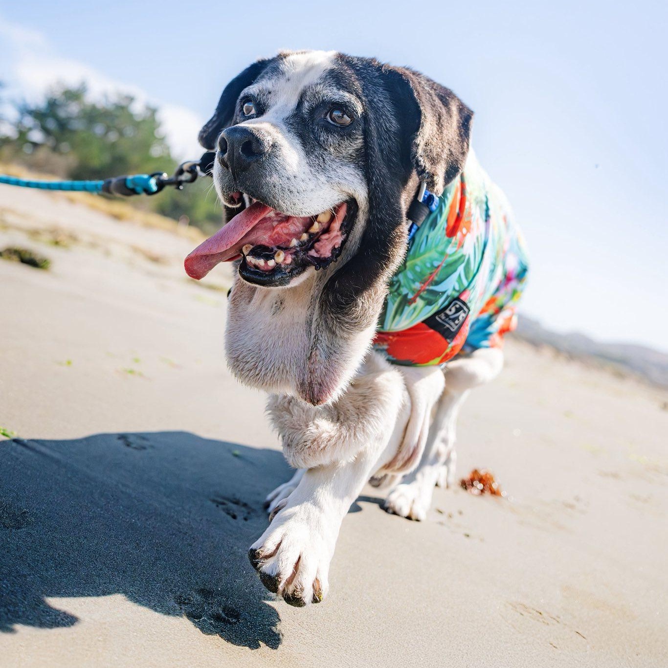 Nicholas, adoptable, Senior Male Beagle.