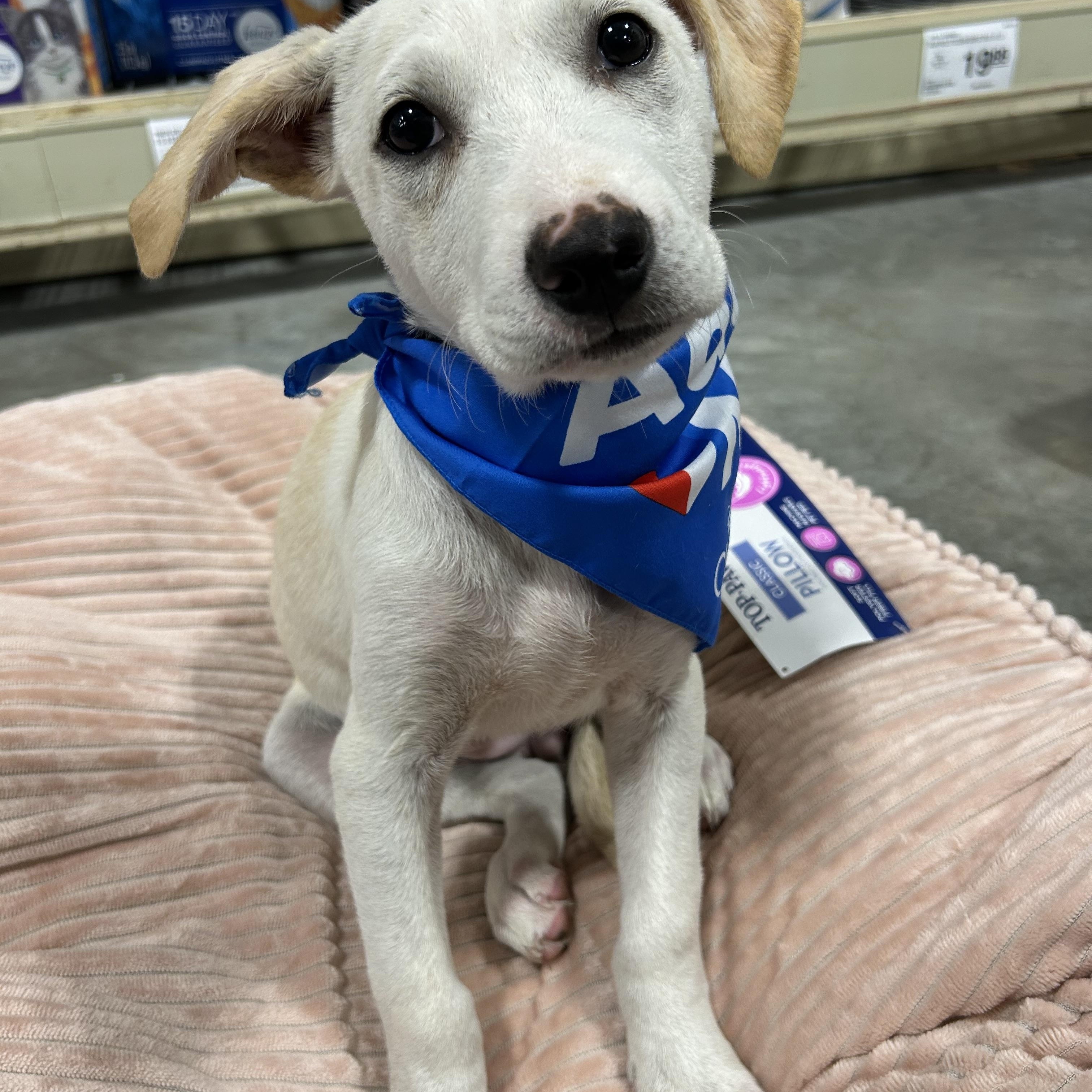Ingrid, Adoptable, Young Female Yellow Labrador Retriever & Terrier.