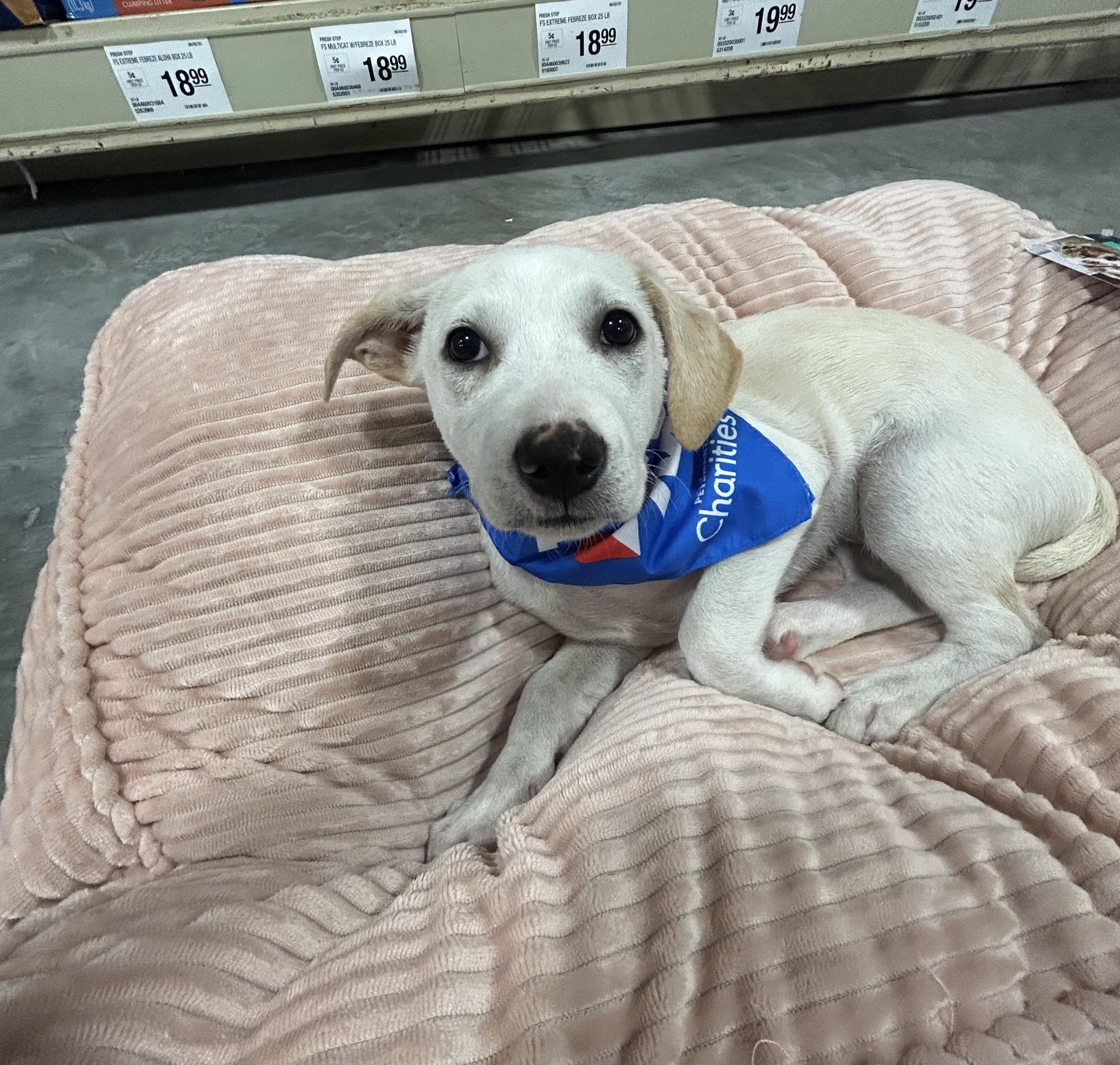 Ingrid, Adoptable, Young Female Yellow Labrador Retriever & Terrier.