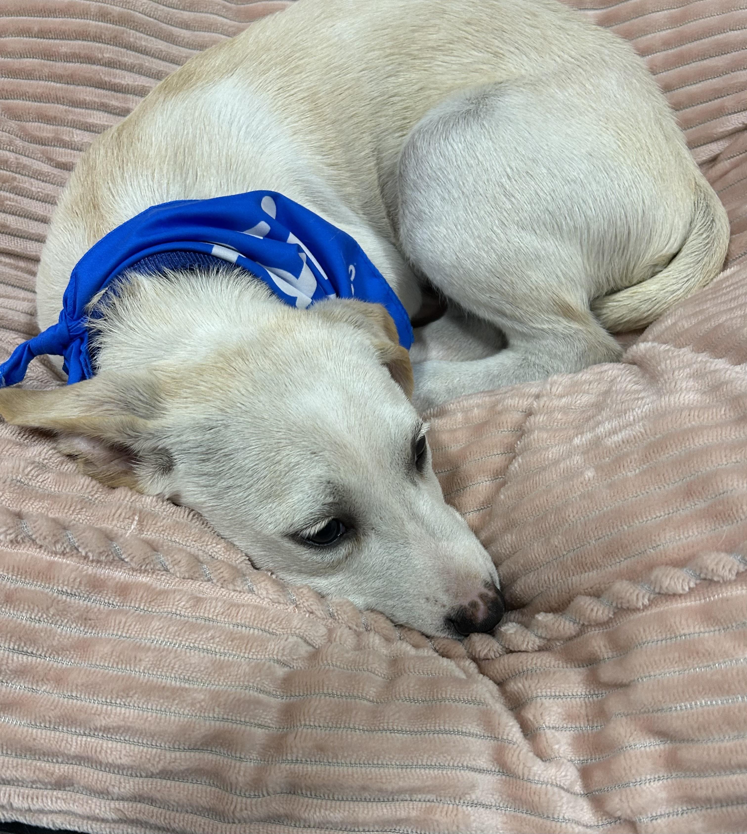 Ingrid, a Adoptable mixed breed image 4/5