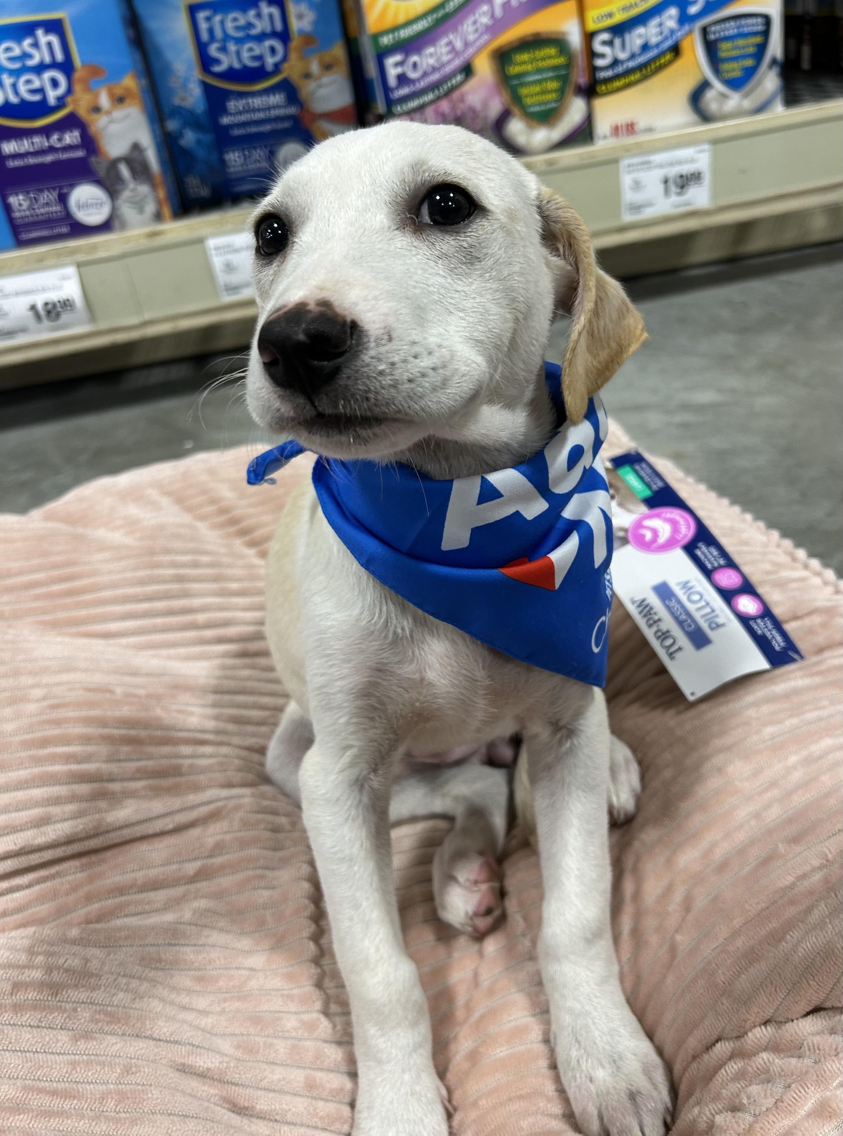 Ingrid, a Adoptable mixed breed image 2/5