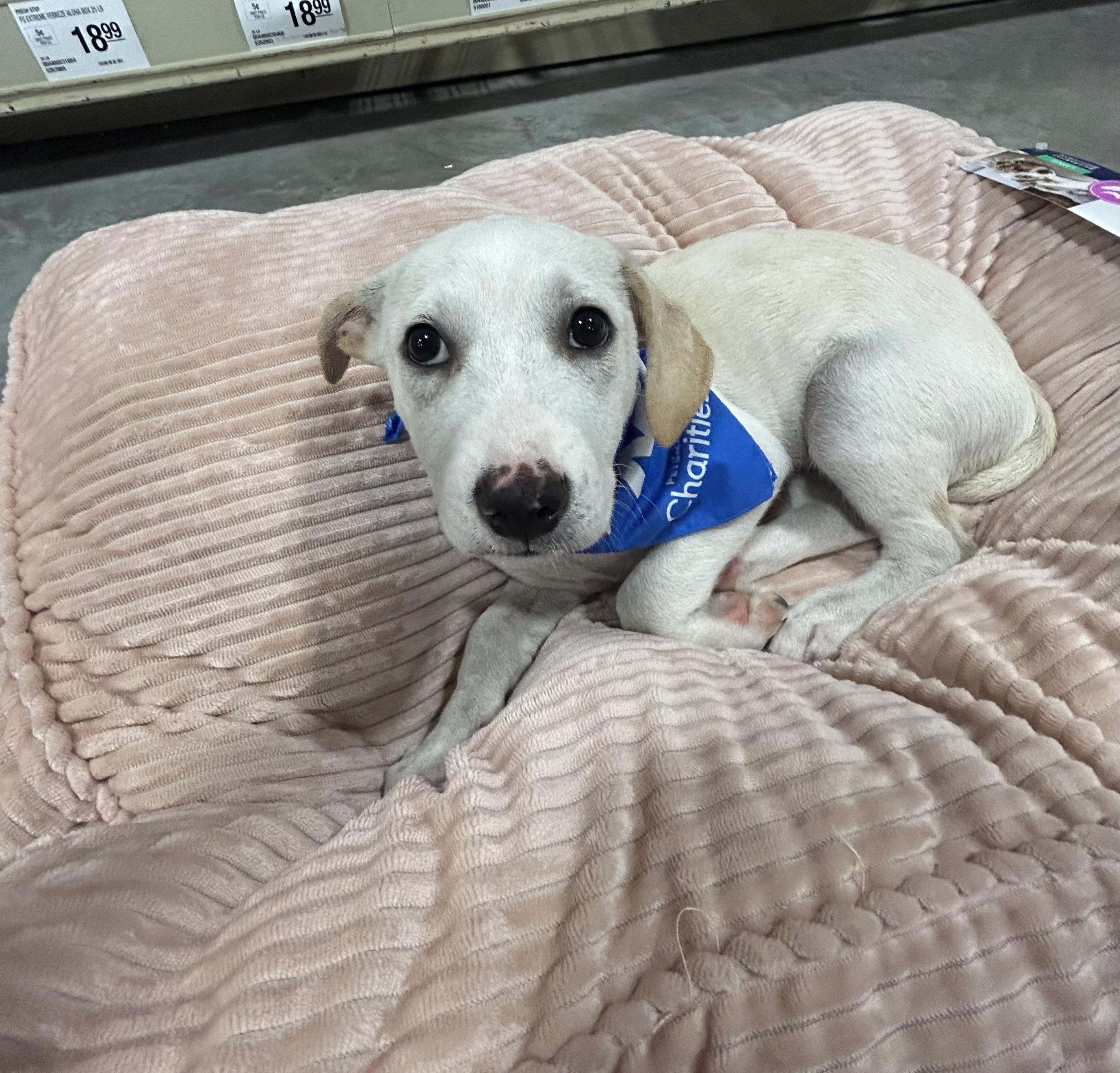 Ingrid, a Adoptable mixed breed image 5/5