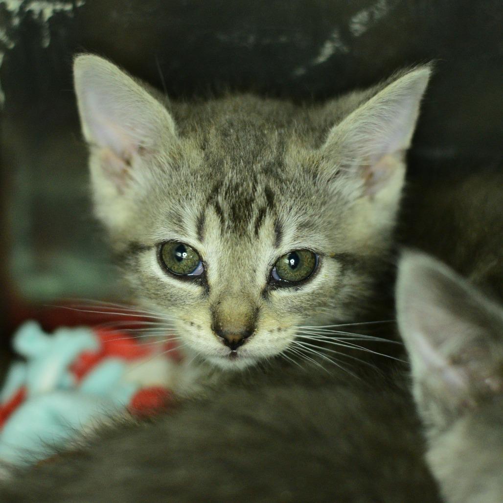 Gelato, Adoptable, Kitten Male Domestic Short Hair.