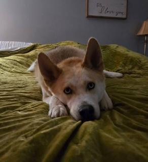Enlarge Riley, a Adoptable mixed breed in Grove City, OH image 2/6