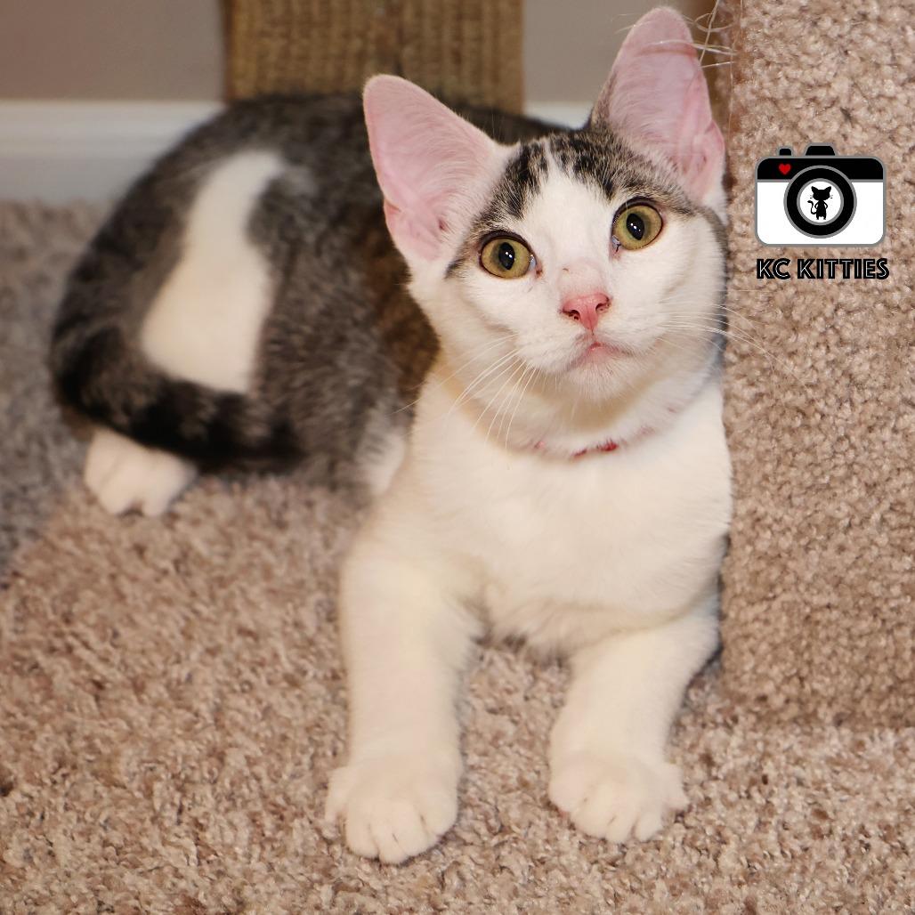 Enlarge Shenzi, a Adoptable Domestic Short Hair in FAIRWAY, KS image 1/6