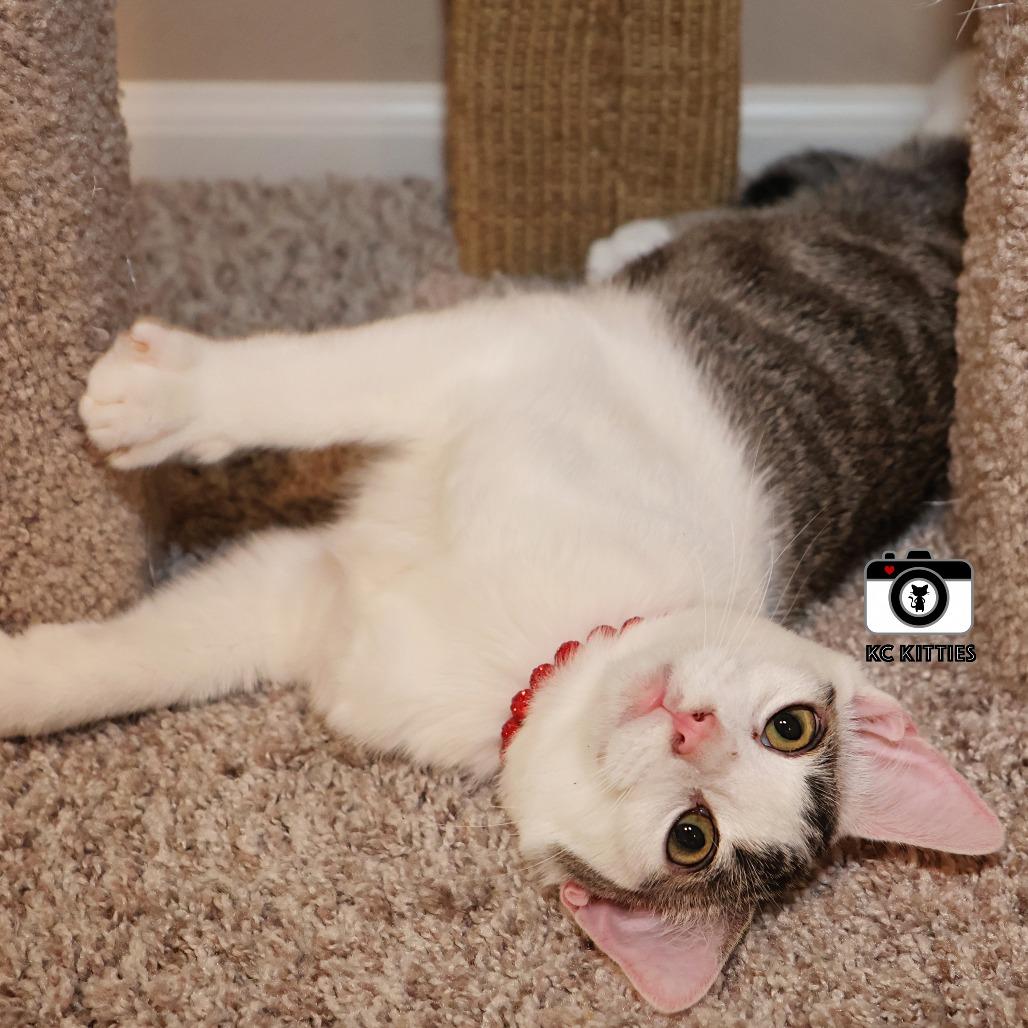 Enlarge Shenzi, a Adoptable Domestic Short Hair in FAIRWAY, KS image 2/6