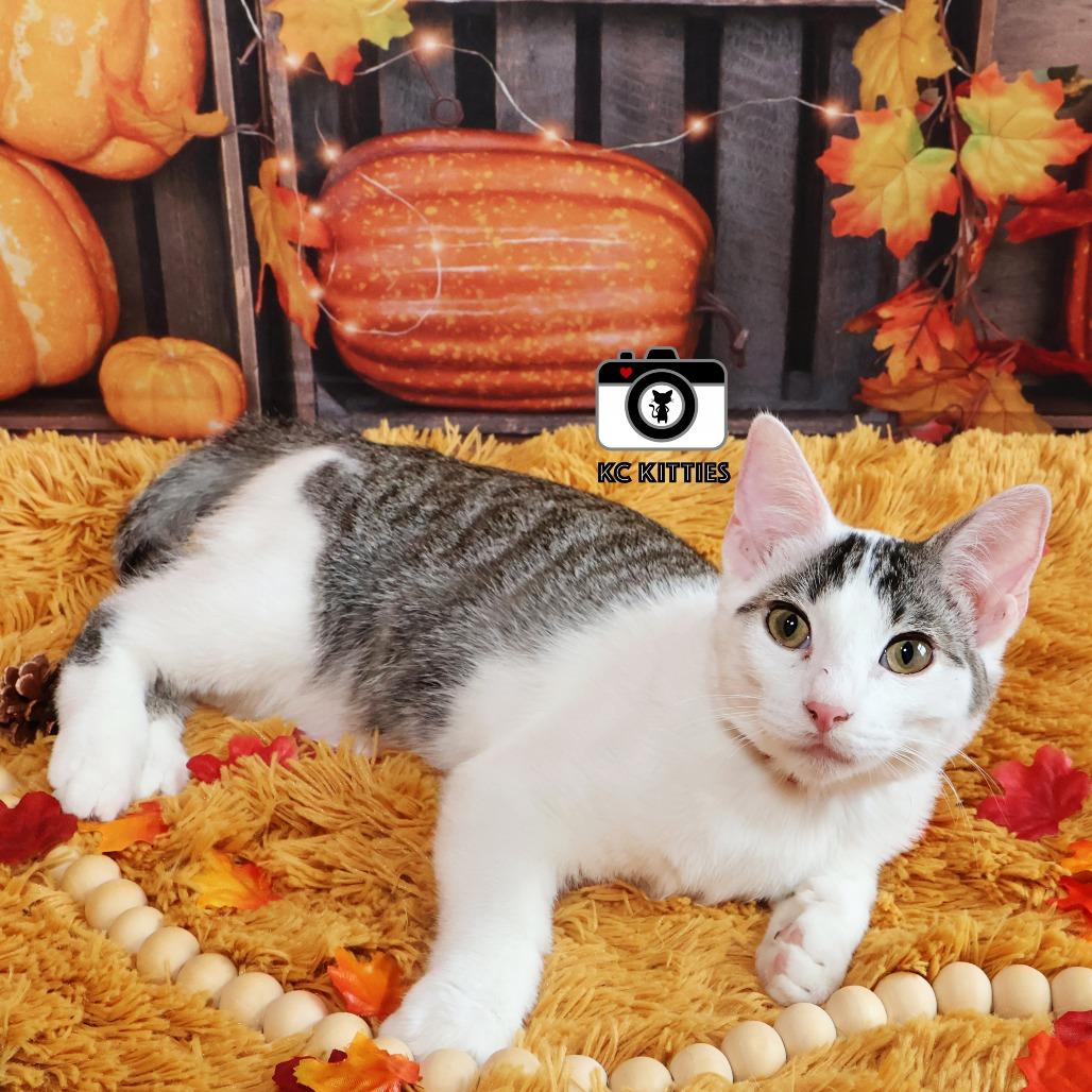 Enlarge Shenzi, a Adoptable Domestic Short Hair in FAIRWAY, KS image 3/6