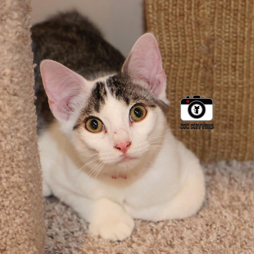 Enlarge Shenzi, a Adoptable Domestic Short Hair in FAIRWAY, KS image 4/6