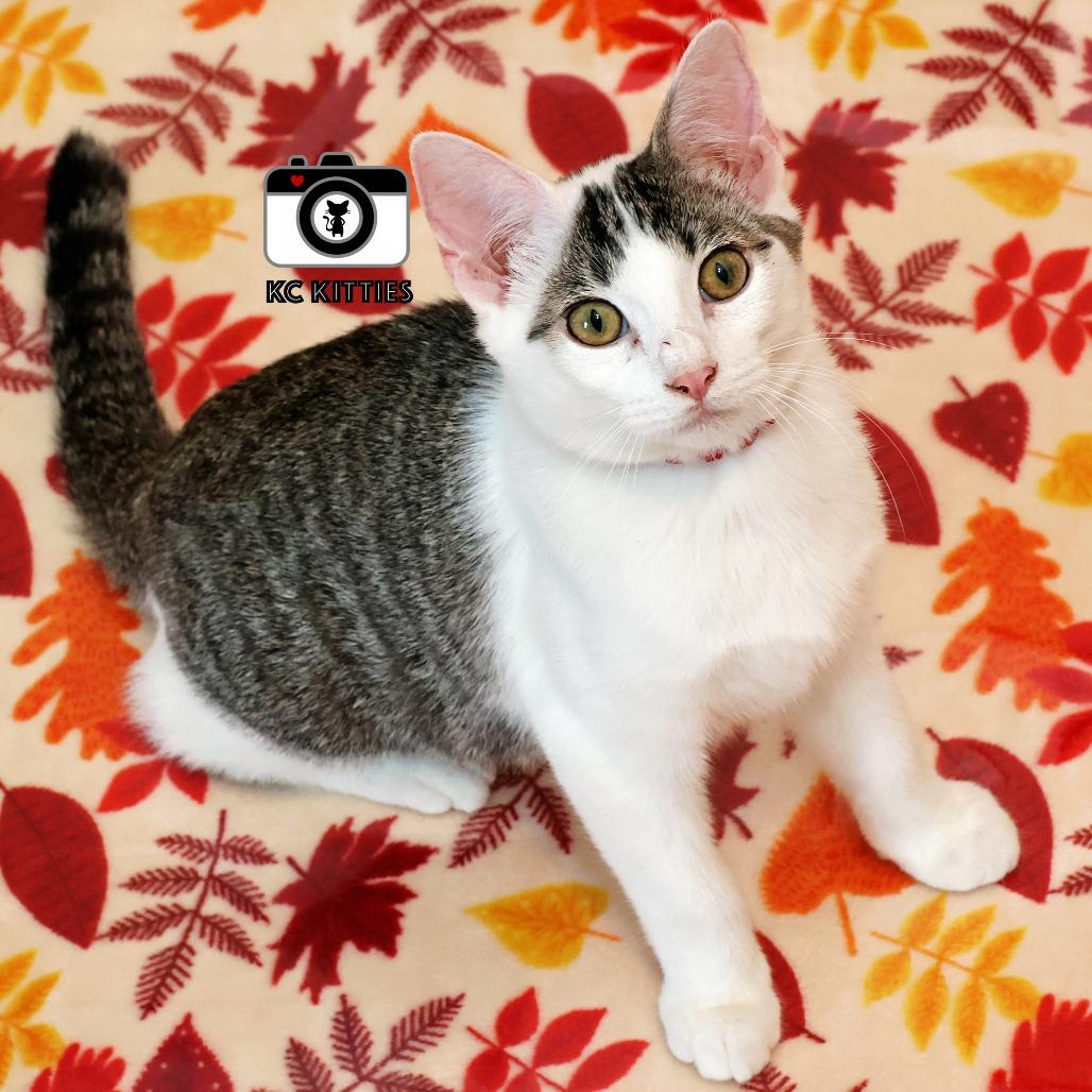 Enlarge Shenzi, a Adoptable Domestic Short Hair in FAIRWAY, KS image 5/6