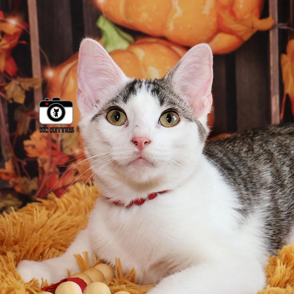 Enlarge Shenzi, a Adoptable Domestic Short Hair in FAIRWAY, KS image 6/6
