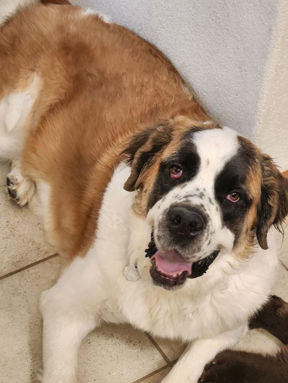 Enlarge Beasley, an adoptable Saint Bernard in Larkspur, CO image 1/6