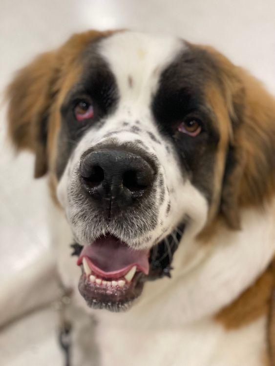 Enlarge Beasley, an adoptable Saint Bernard in Larkspur, CO image 4/6