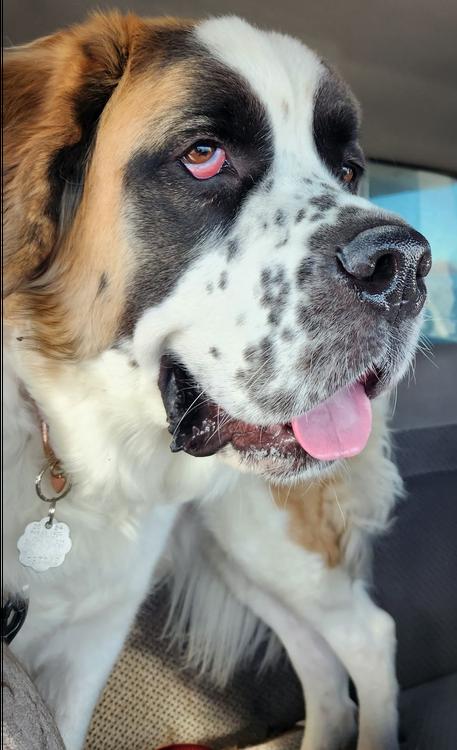Enlarge Beasley, an adoptable Saint Bernard in Larkspur, CO image 5/6