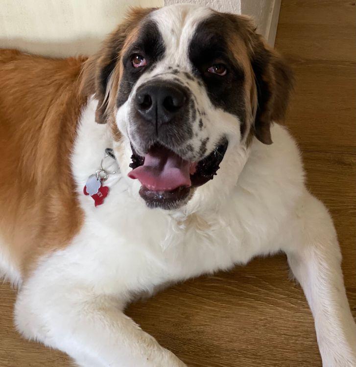 Enlarge Beasley, an adoptable Saint Bernard in Larkspur, CO image 3/6