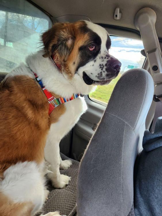 Enlarge Beasley, an adoptable Saint Bernard in Larkspur, CO image 2/6
