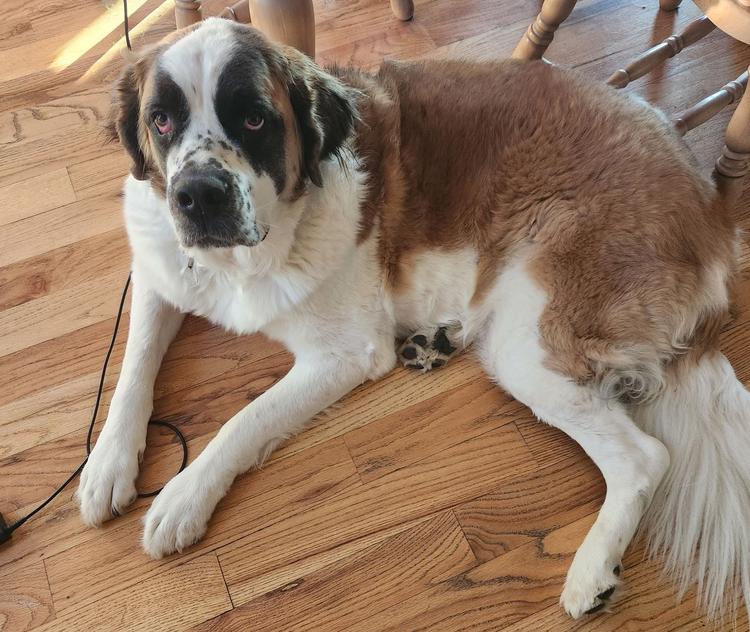 Enlarge Beasley, an adoptable Saint Bernard in Larkspur, CO image 6/6