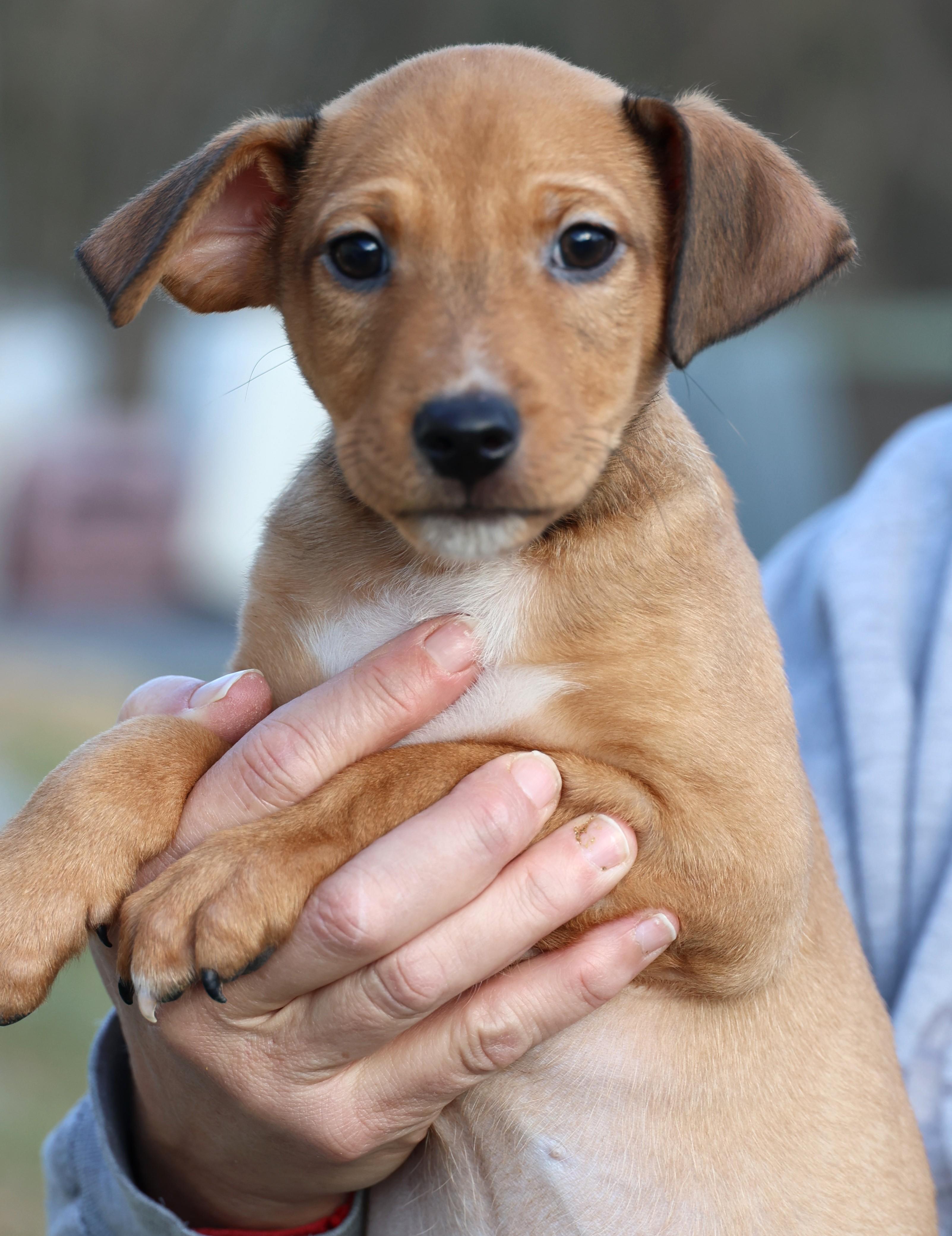 Enlarge Varro-Available! www.lhar.dog to apply! , an adoptable mixed breed in Frederick, MD image 2/6