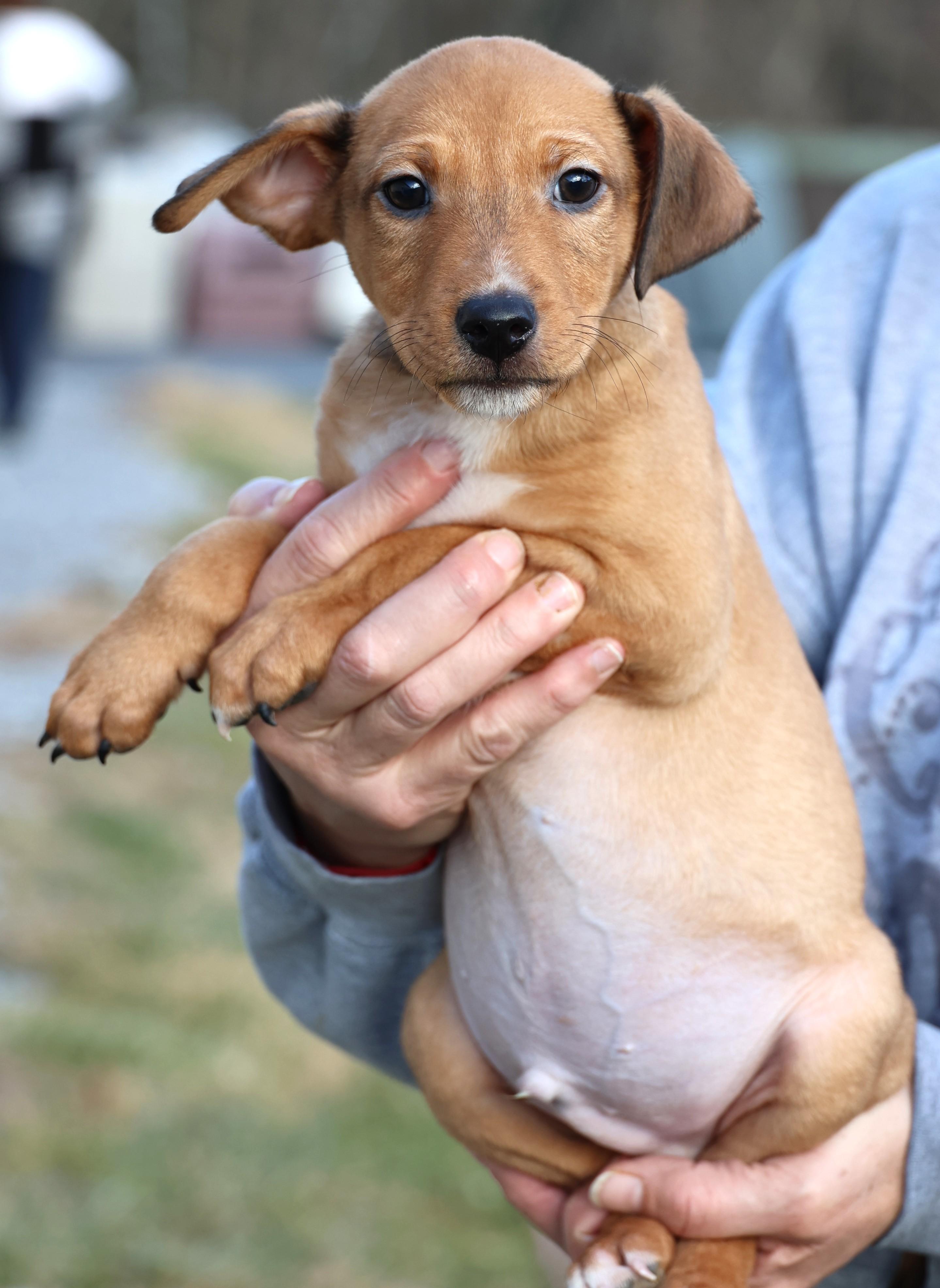 Enlarge Varro-Available! www.lhar.dog to apply! , an adoptable mixed breed in Frederick, MD image 4/6