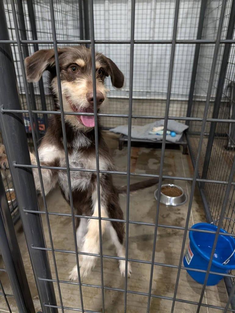 Enlarge Tramp 26-9534, a Adoptable mixed breed in Minot, ND image 2/2