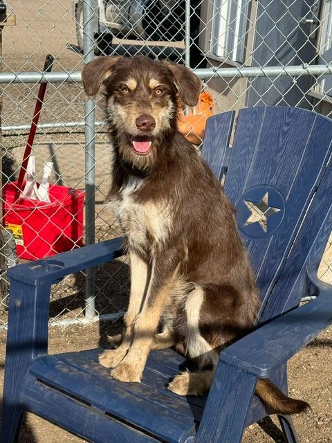 Tramp 26-9534, a Adoptable Wirehaired Pointing Griffon in Minot, ND image 3/3