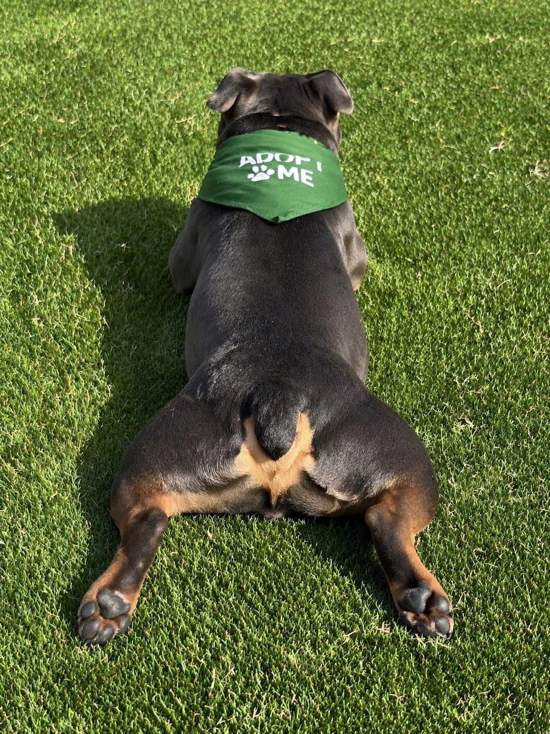 Enlarge Buster Brown, a Adoptable mixed breed in Portland, OR image 5/5