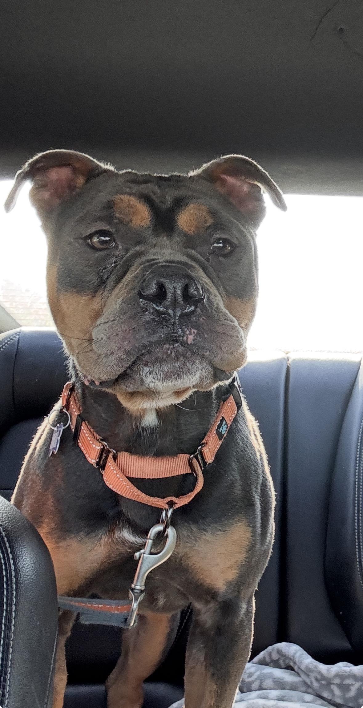 Enlarge Buster Brown, a Adoptable mixed breed in Portland, OR image 1/5