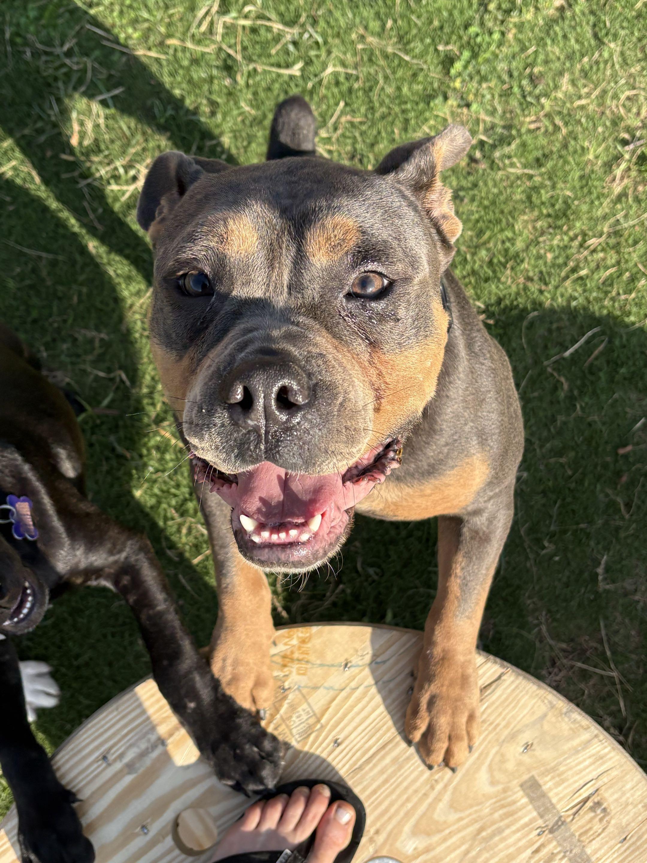 Enlarge Buster Brown, a Adoptable mixed breed in Portland, OR image 2/5