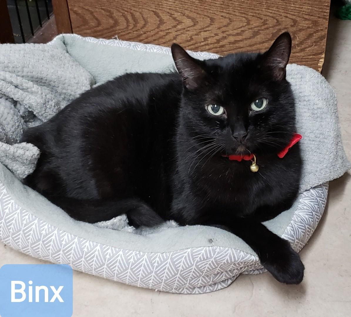 Binx, Adoptable, Senior Male Domestic Short Hair.