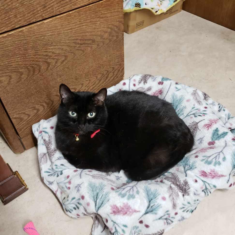 Binx, a Adoptable Domestic Short Hair in Sherwood, OR image 2/2