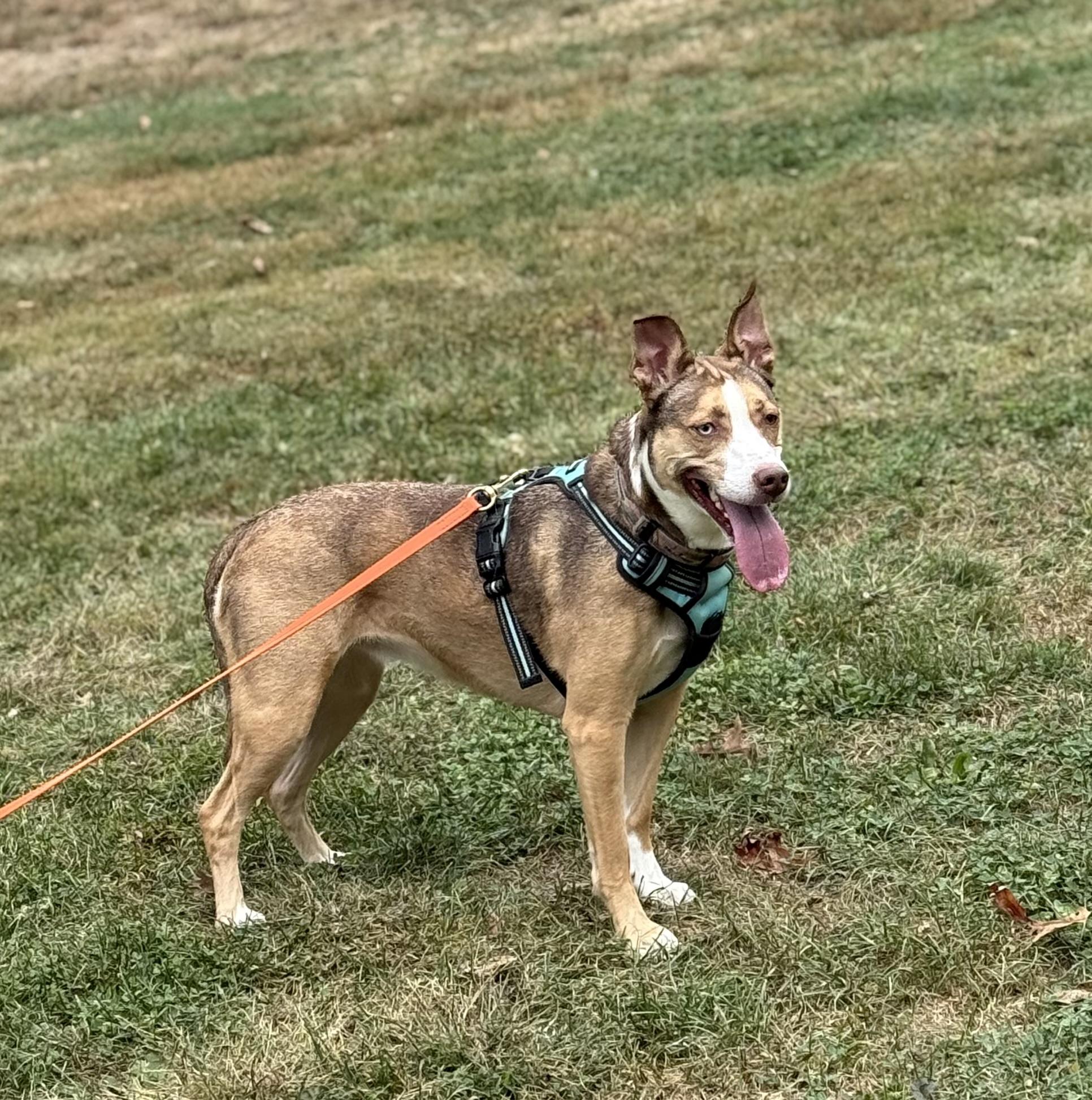 Spirit, a Adoptable mixed breed in Springfield, IL image 4/4