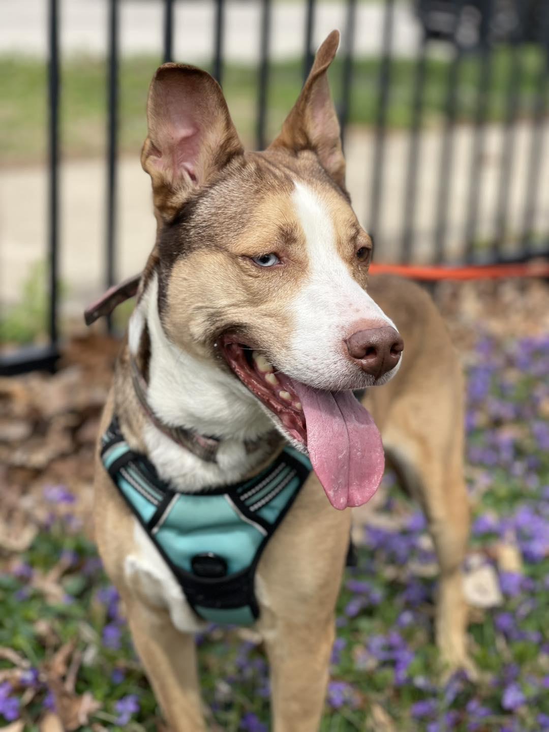 Enlarge Spirit, a Adoptable mixed breed in Springfield, IL image 3/6