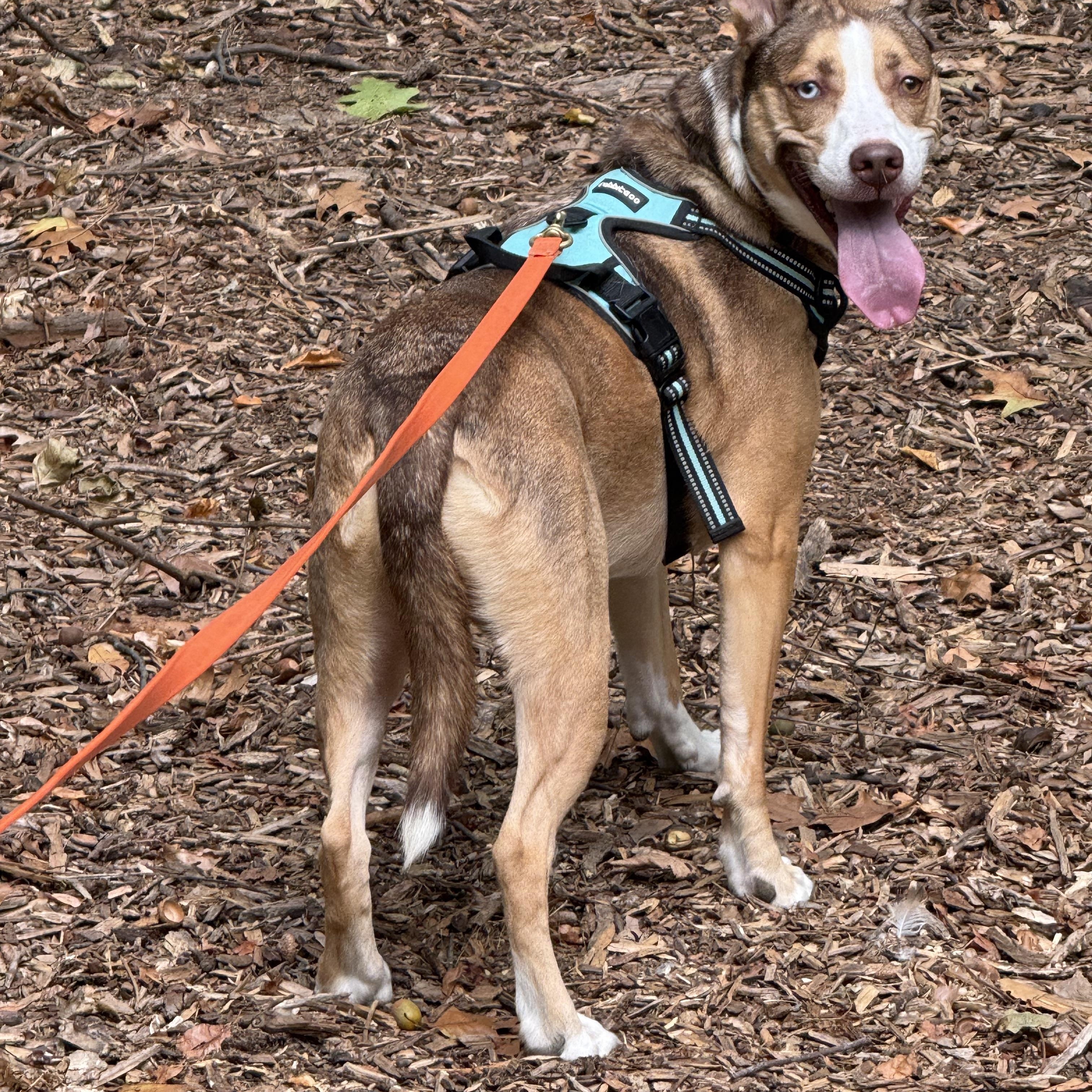 Spirit, a Adoptable mixed breed in Springfield, IL image 2/4