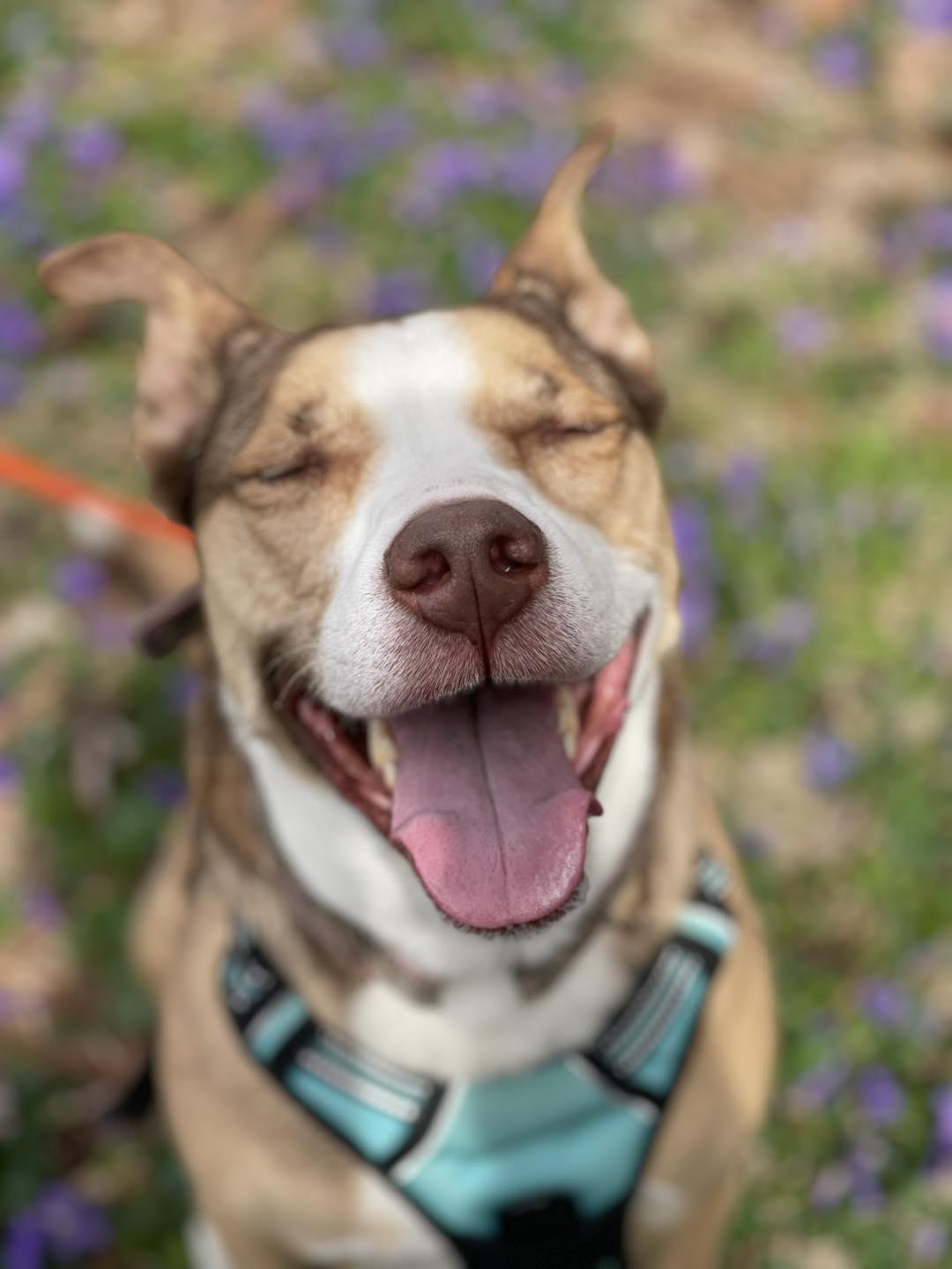 Enlarge Spirit, a Adoptable mixed breed in Springfield, IL image 1/6