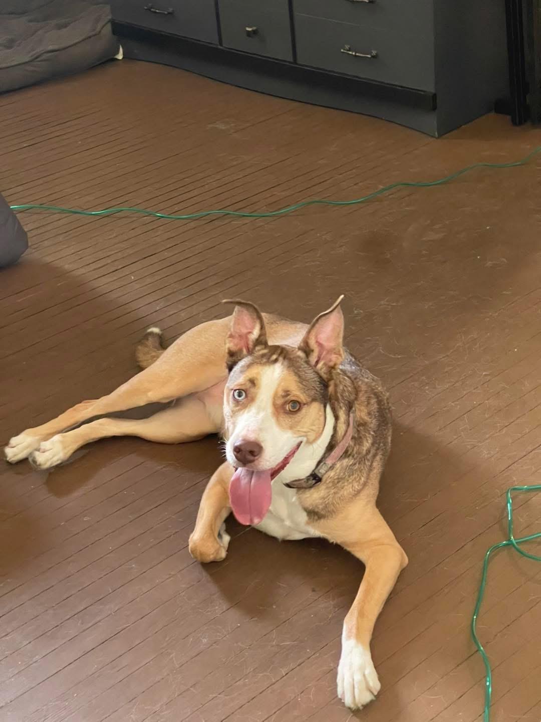 Spirit, a Adoptable mixed breed in Springfield, IL image 3/4