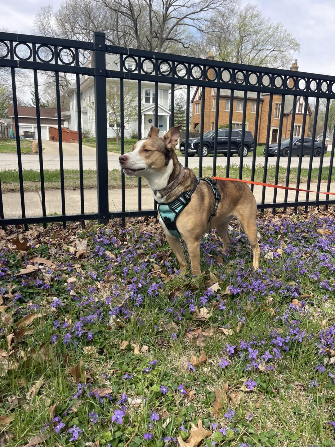 Enlarge Spirit, a Adoptable mixed breed in Springfield, IL image 4/6