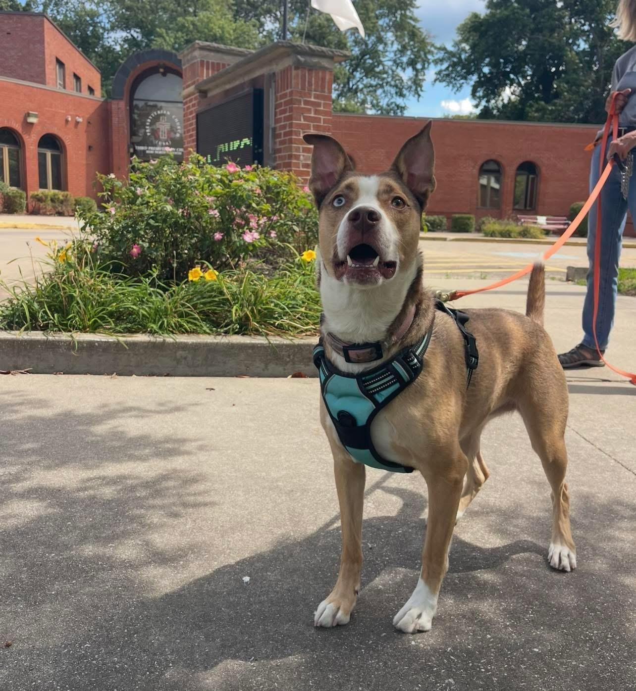 Spirit, Adoptable, Adult Female Husky.