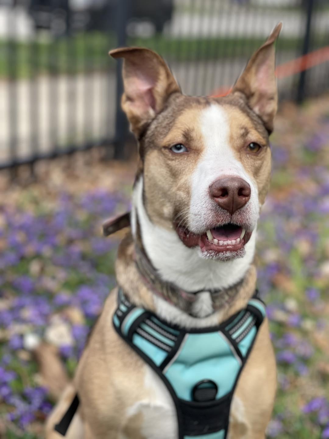 Enlarge Spirit, a Adoptable mixed breed in Springfield, IL image 2/6