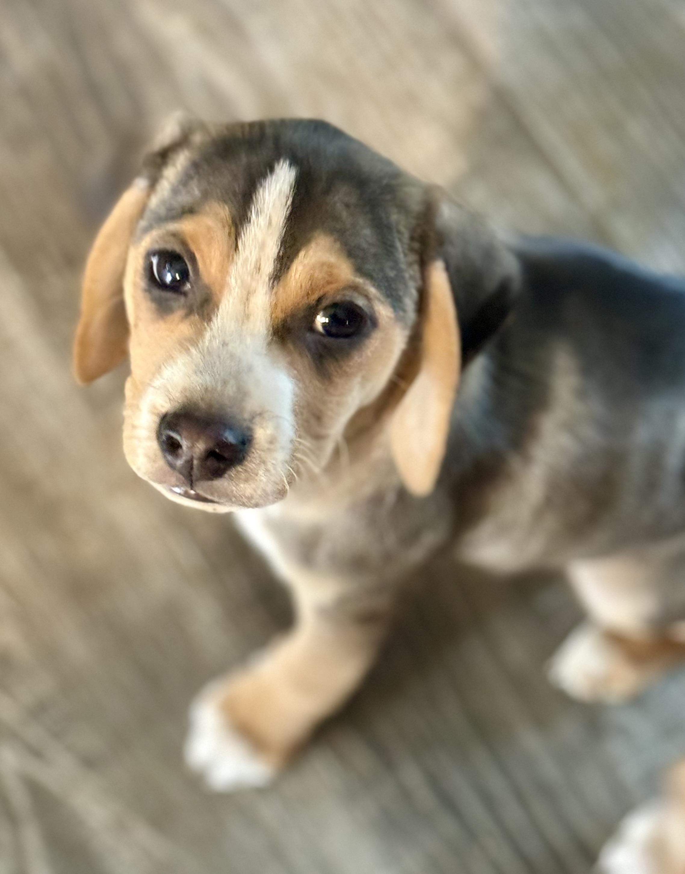 Hotch , ADOPTABLE, Puppy Male Beagle.