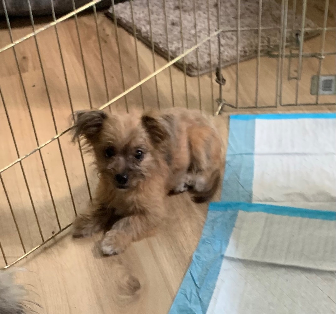 Peaches, Adopted, Puppy Female Shih Tzu.