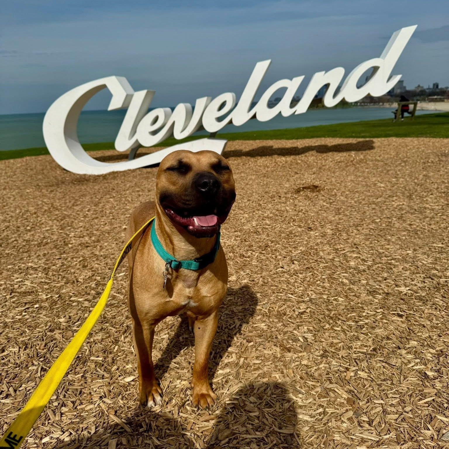 Enlarge Scooter, an adopted mixed breed in Grafton, OH image 4/4