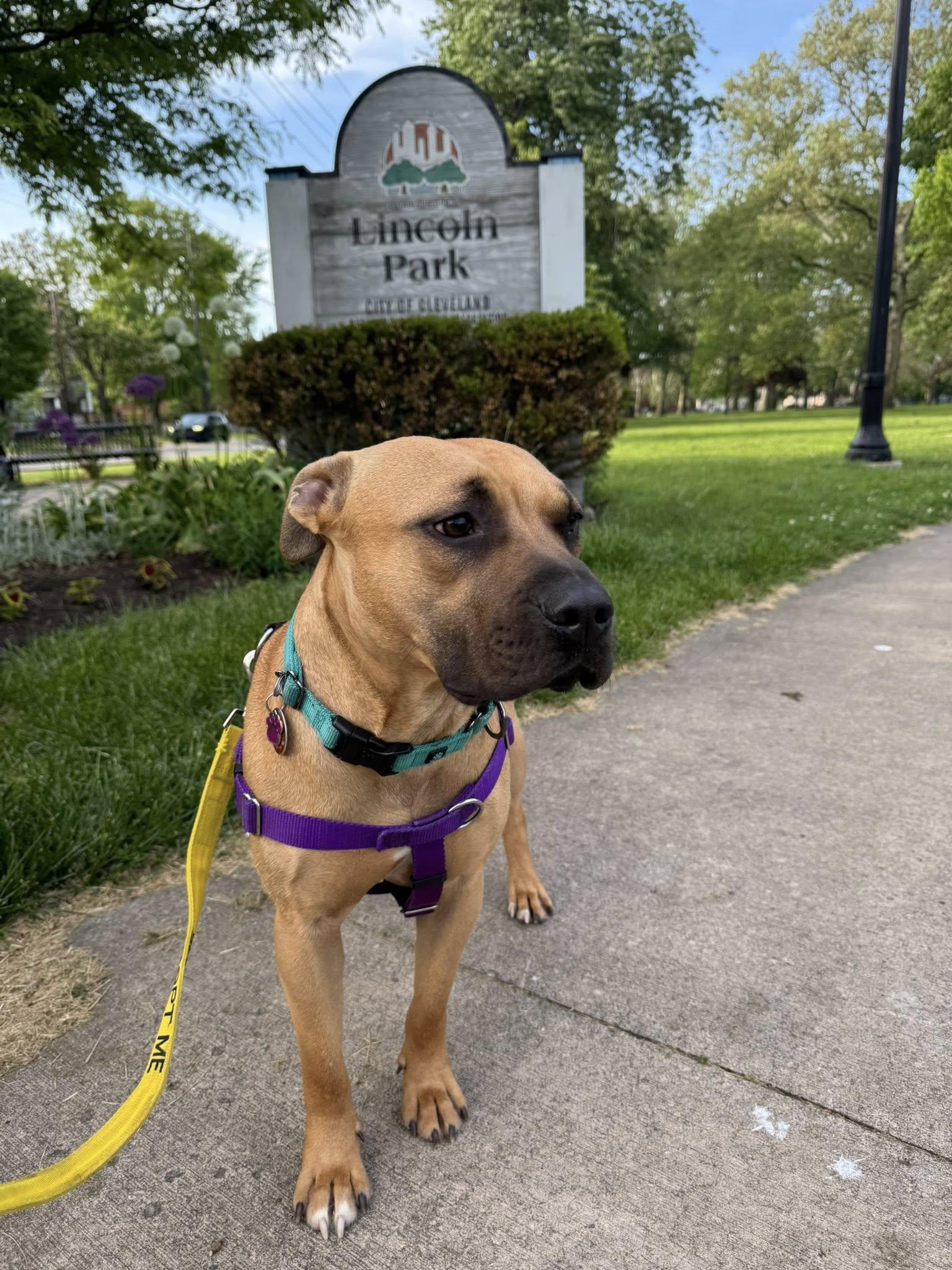 Enlarge Scooter, an adopted mixed breed in Grafton, OH image 2/4