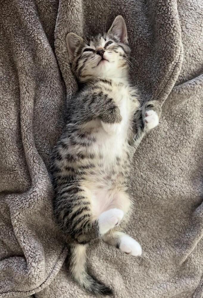 Enlarge Roo, a Adopted mixed breed in Lebanon, OR image 1/5