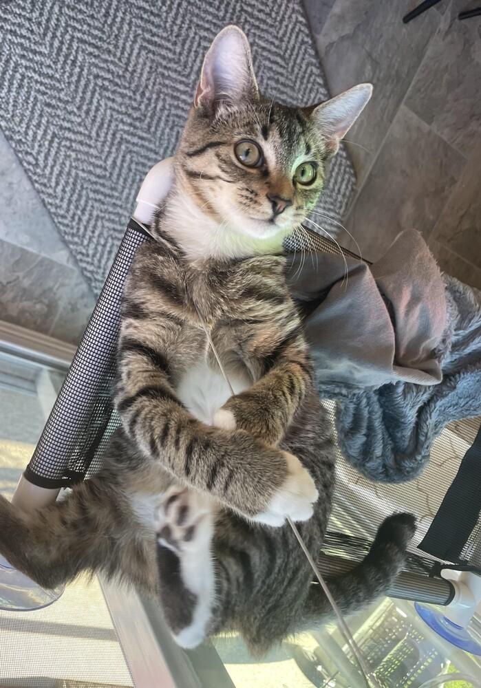 Enlarge Roo, a Adopted mixed breed in Lebanon, OR image 2/5