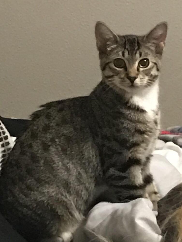 Roo, Adopted, Adult Male Domestic Short Hair.